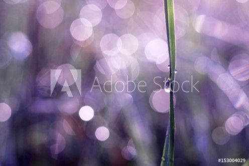 Afbeeldingen van Tautropfen und Grashalm im Sonnenlicht